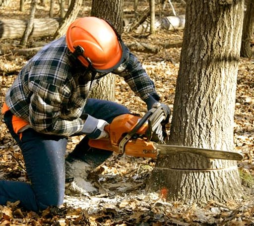 Tree Removal in Clifton, VA